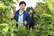 乡镇柑橘栽培技术培训总结（如何做好柑桔树的控梢促花保花保果和预防采摘前落果工作）