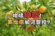 柑橘黄龙病的主要症状与预防措施是什么(柑橘黄龙病图片 辨别)