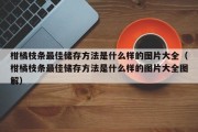 柑橘枝条最佳储存方法是什么样的图片大全（柑橘枝条最佳储存方法是什么样的图片大全图解）