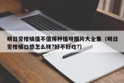 明日见柑橘值不值得种植呀图片大全集（明日见柑橘口感怎么样?好不好吃?）