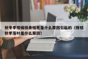 秋冬季柑橘枝条枯死是什么原因引起的（柑桔秋季落叶是什么原因）