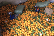 金堂脐橙好吃吗(金堂脐橙批发地址)