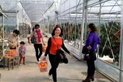 红美人柑橘栽培技术与管理方法图片（2023年种植什么柑橘品种好）