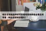 明日见柑橘品种好不好看呀视频教程全集在线观看（明日见柑橘苗图片）