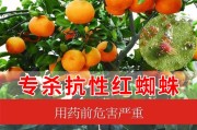 现在柑橘红蜘蛛用什么药(柑橘幼果期红蜘蛛用什么药好)