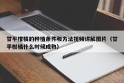 甘平柑橘的种植条件和方法视频讲解图片（甘平柑橘什么时候成熟）