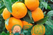 吃沃柑的好处与坏处(吃沃柑的好处与坏处图片)