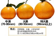 耙耙柑零售价格查询(耙耙柑现在的价格)