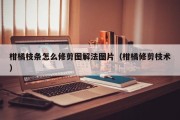 柑橘枝条怎么修剪图解法图片（柑橘修剪枝术）