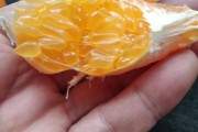 耙耙柑视频播放器(耙耙柑高清图)
