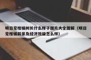 明日见柑橘树长什么样子图片大全图解（明日见柑橘前景及经济效益怎么样）