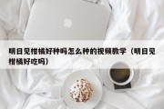 明日见柑橘好种吗怎么种的视频教学（明日见柑橘好吃吗）