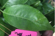 柑橘红蜘蛛用一招顶半年(柑橘有红蜘蛛打什么药效果最好)