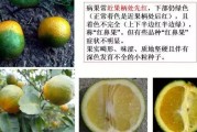 柑橘白粉病的原因分析报告图片高清版()