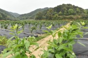 盘点金兰柚批发价格未来几年的大方向