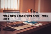 柑橘苗木的繁育方法和技术要点视频（柑橘育种方法）