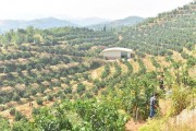 湖南脐橙种植基地(湖南脐橙产地)