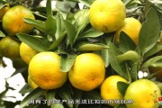 蜜桔营养成分含量表图片大全集(蜜桔的成分)