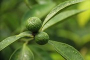 柑橘栽培技术要点有哪些内容和要求图片（盆栽砂糖橘怎样让他做果）