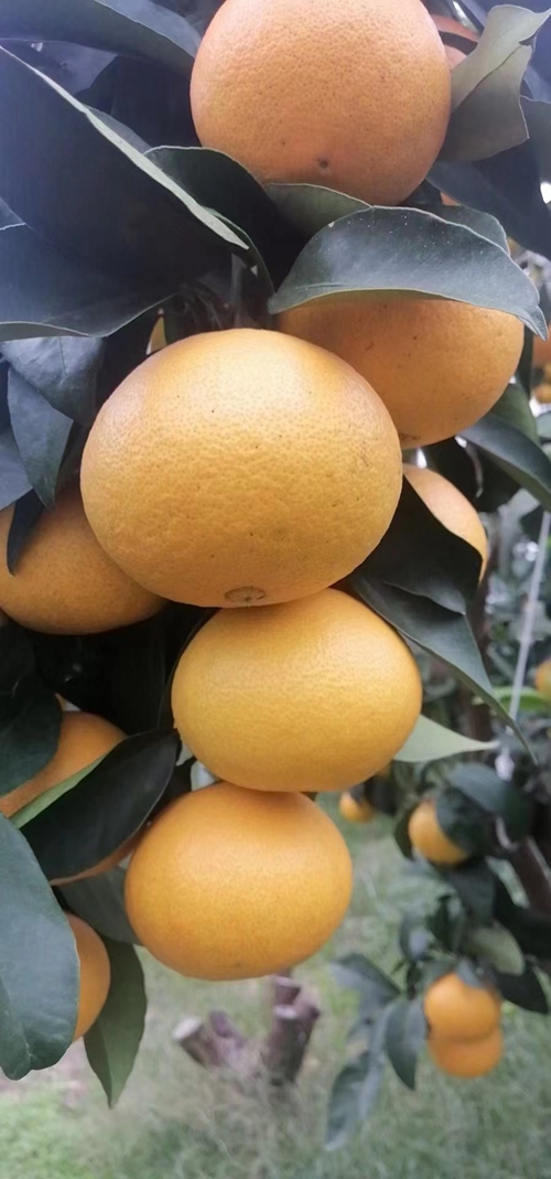 2022柑橘黑马新品种——柠夏柑究竟怎么样？ 柑橘百科 第1张