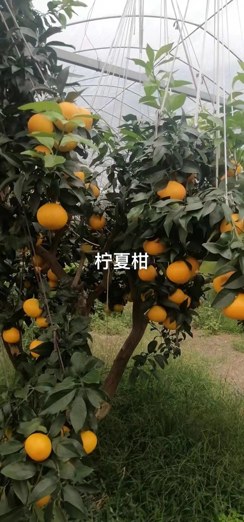 2022柑橘黑马新品种——柠夏柑究竟怎么样？ 柑橘百科 第2张