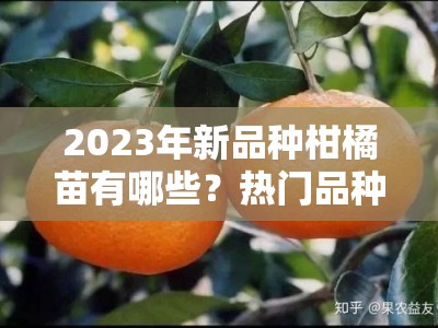 2023年新品种柑橘苗有哪些？热门品种与种植推荐全解析