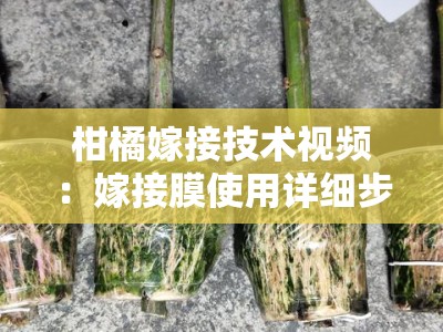 柑橘嫁接技术视频：嫁接膜使用详细步骤与操作要点解析