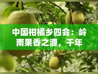 中国柑橘乡四会：岭南果香之源，千年柑桔文化的绿色传奇
