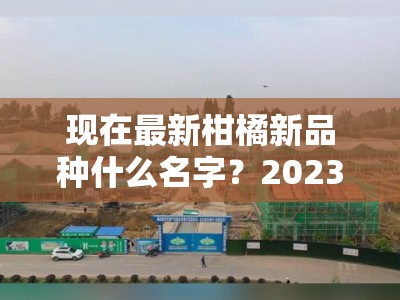 现在最新柑橘新品种什么名字？2023年热门柑橘品种盘点及命名解析