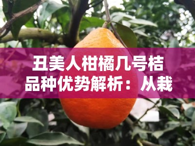 丑美人柑橘几号桔品种优势解析：从栽培技术到市场前景深度解读