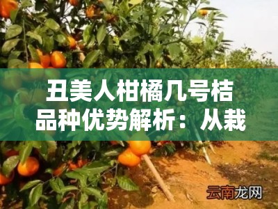 丑美人柑橘几号桔品种优势解析：从栽培技术到市场前景深度解读