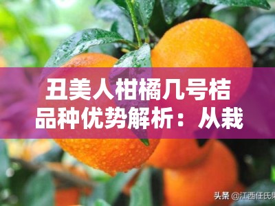 丑美人柑橘几号桔品种优势解析：从栽培技术到市场前景深度解读
