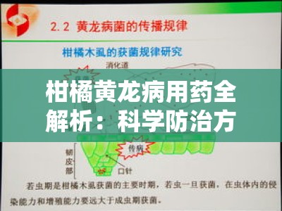柑橘黄龙病用药全解析：科学防治方案与高效药物推荐
