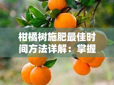 柑橘树施肥最佳时间方法详解：掌握春季秋季施肥技巧指南
