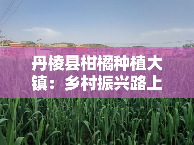 丹棱县柑橘种植大镇：乡村振兴路上的金色产业标杆