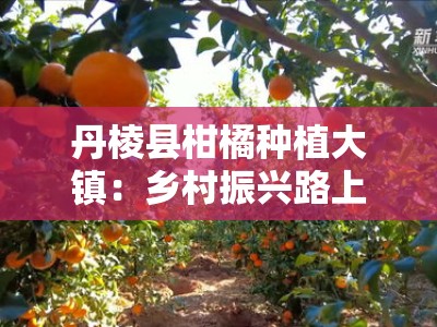 丹棱县柑橘种植大镇：乡村振兴路上的金色产业标杆