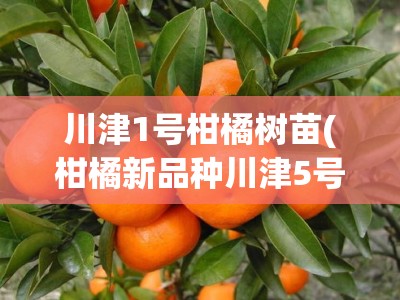 川津1号柑橘树苗(柑橘新品种川津5号简介)
