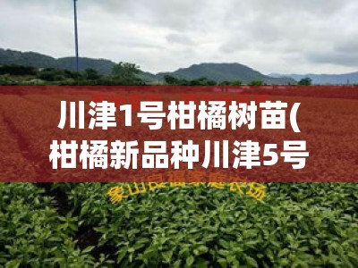 川津1号柑橘树苗(柑橘新品种川津5号简介)