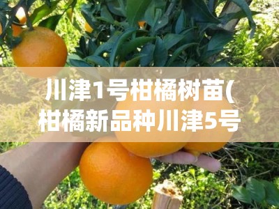 川津1号柑橘树苗(柑橘新品种川津5号简介)