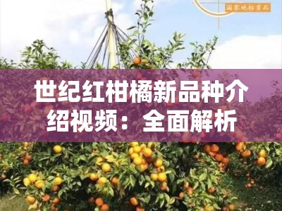 世纪红柑橘新品种介绍视频：全面解析栽培技术与市场前景