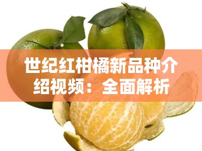 世纪红柑橘新品种介绍视频：全面解析栽培技术与市场前景