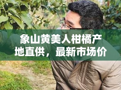 象山黄美人柑橘产地直供，最新市场价格揭晓：多少钱一斤？