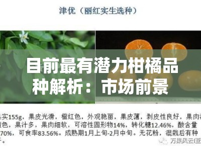 目前最有潜力柑橘品种解析：市场前景与种植优势深度剖析