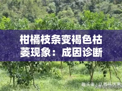 柑橘枝条变褐色枯萎现象：成因诊断与综合防治技术解析