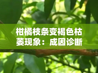 柑橘枝条变褐色枯萎现象：成因诊断与综合防治技术解析