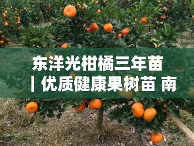 东洋光柑橘三年苗｜优质健康果树苗 南方种植推荐 高产包邮