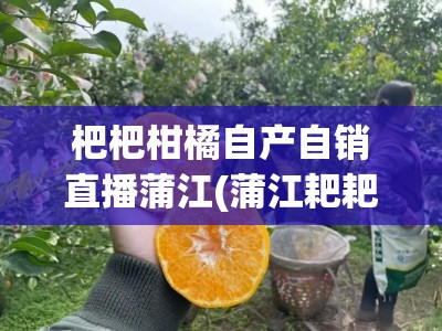 杷杷柑橘自产自销直播蒲江(蒲江耙耙柑采摘园地址)