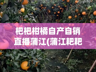 杷杷柑橘自产自销直播蒲江(蒲江耙耙柑采摘园地址)