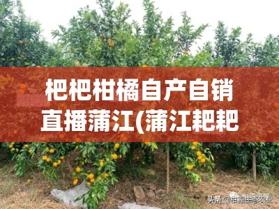 杷杷柑橘自产自销直播蒲江(蒲江耙耙柑采摘园地址)