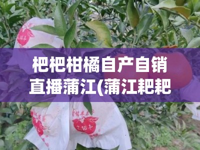 杷杷柑橘自产自销直播蒲江(蒲江耙耙柑采摘园地址)
